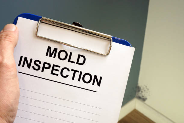 Best Attic Mold Removal  in Bath, MI